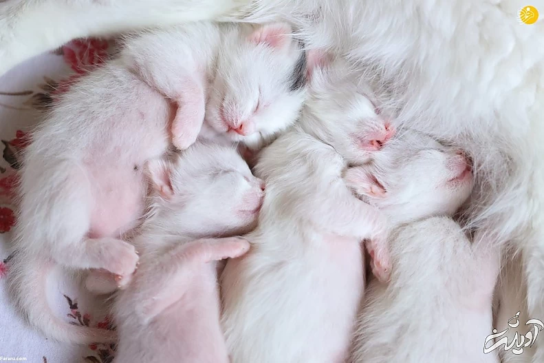 (تصاویر) ویژگیهای منحصربه فرد گربه وان